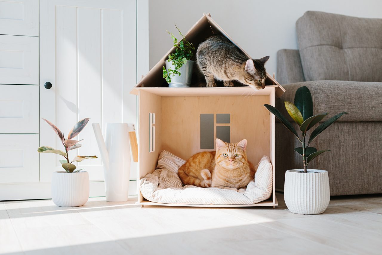 Cat Physical And Wellness Exam Vet Cat Check Up Myrtle Beach Cat Physical And Wellness Exam Vet Cat Check Up Myrtle Beach