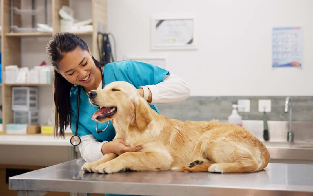 How Often Should My Pet Visit the Vet?