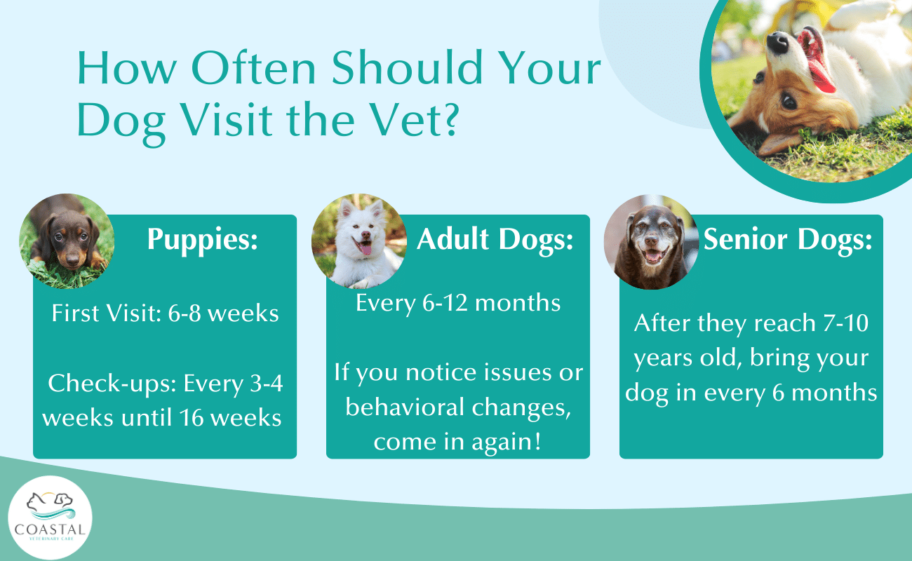 Infographic on how often your dog should visit the vet for puppies, regular dogs, and senior dogs.