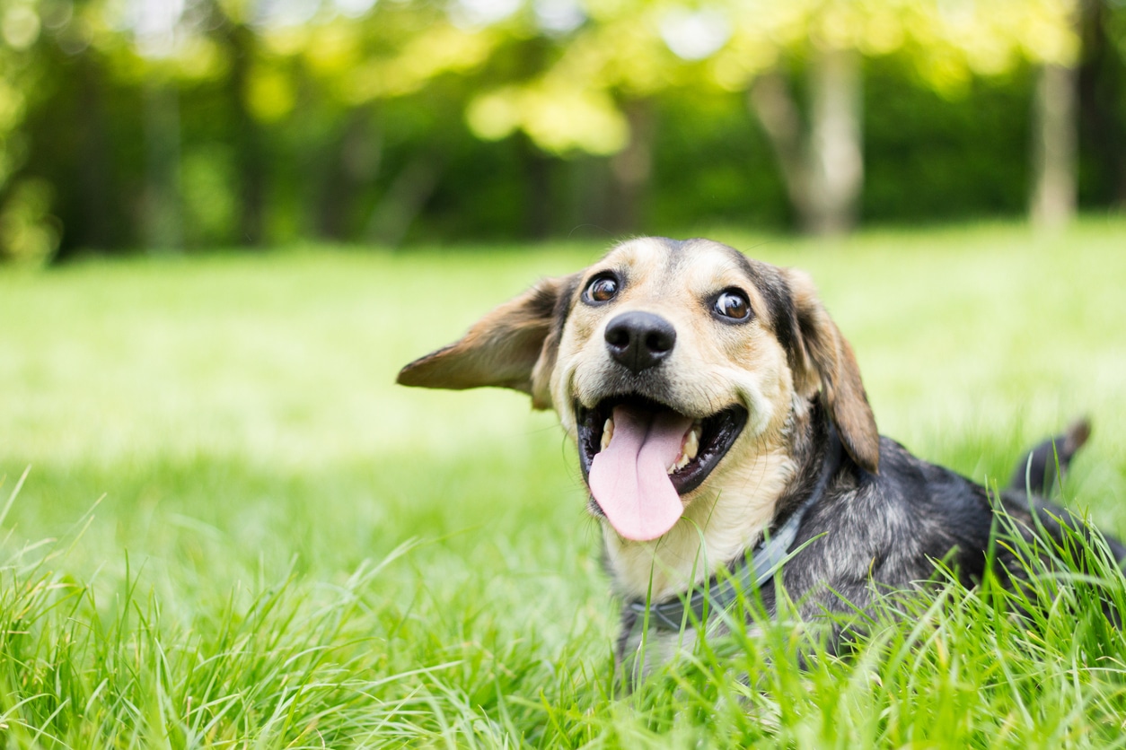 Picture of Happy Dog with Tongue Out