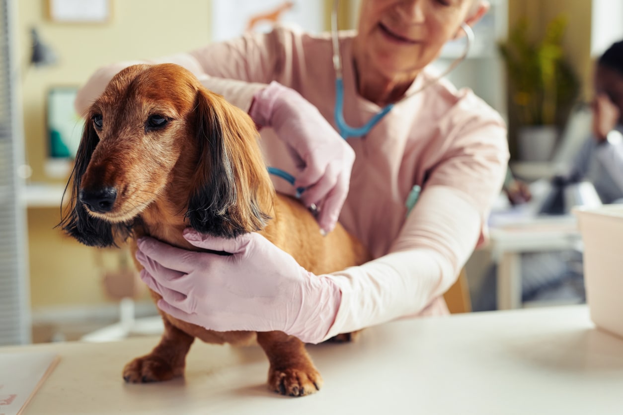Picture of a senior dog being checked out at the vet.