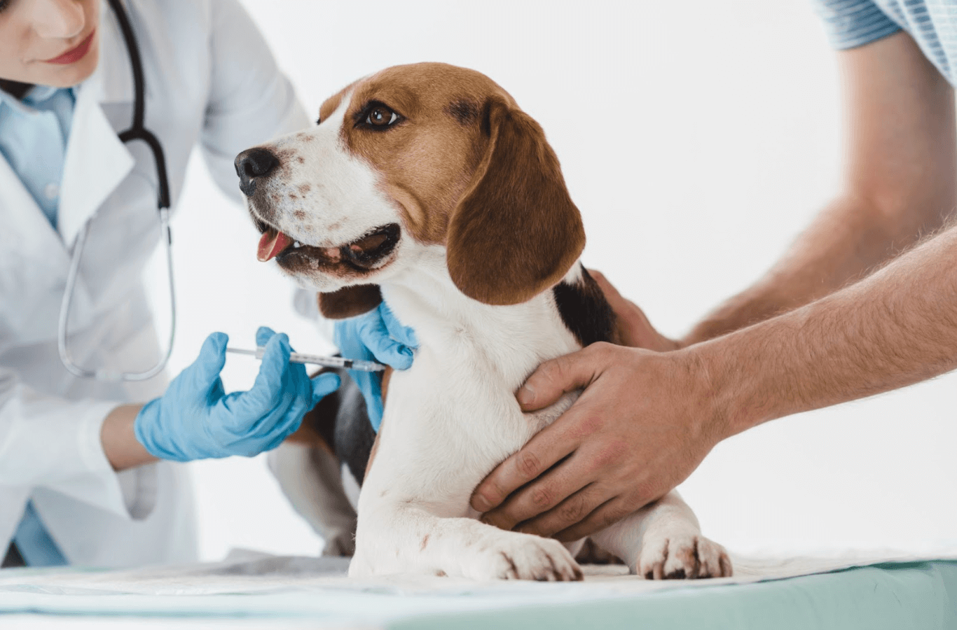 a beagle getting a vaccine