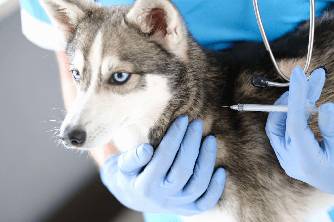 a husky getting vaccinated