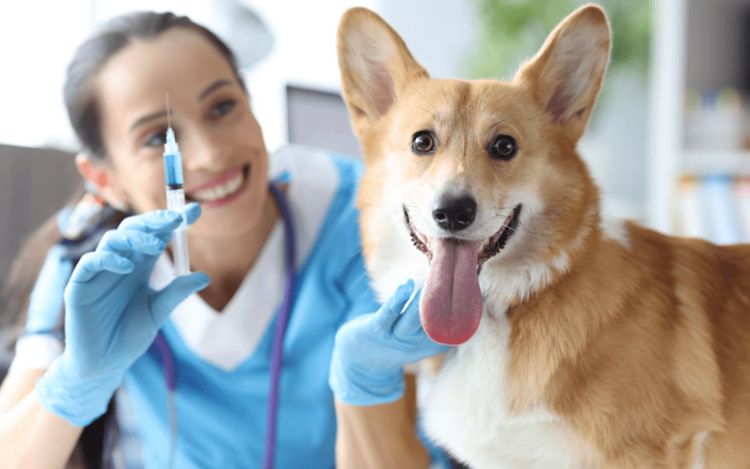 Female vet smiles holding a shot, happy corgi is in the forefront of the image.