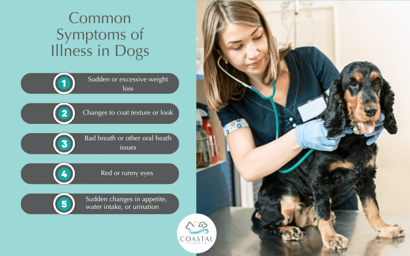 An infographic by Coastal Vet about common symptoms of illness in dogs. 