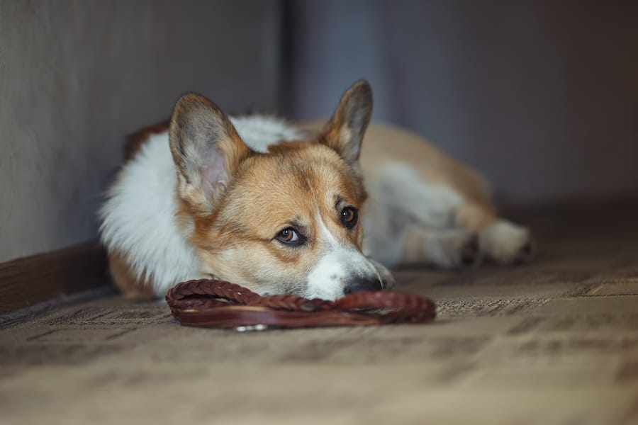 Cute Corgi dog puppy lies on the floor in a house near with leash and profoundly sad looks at owner in anticipation walk