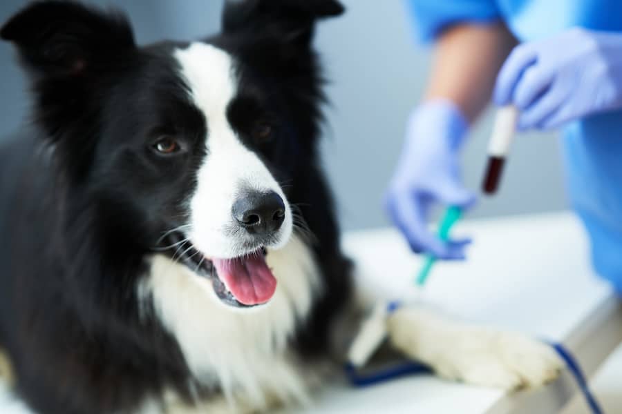 Border Collie dog getting it's blood drawn.