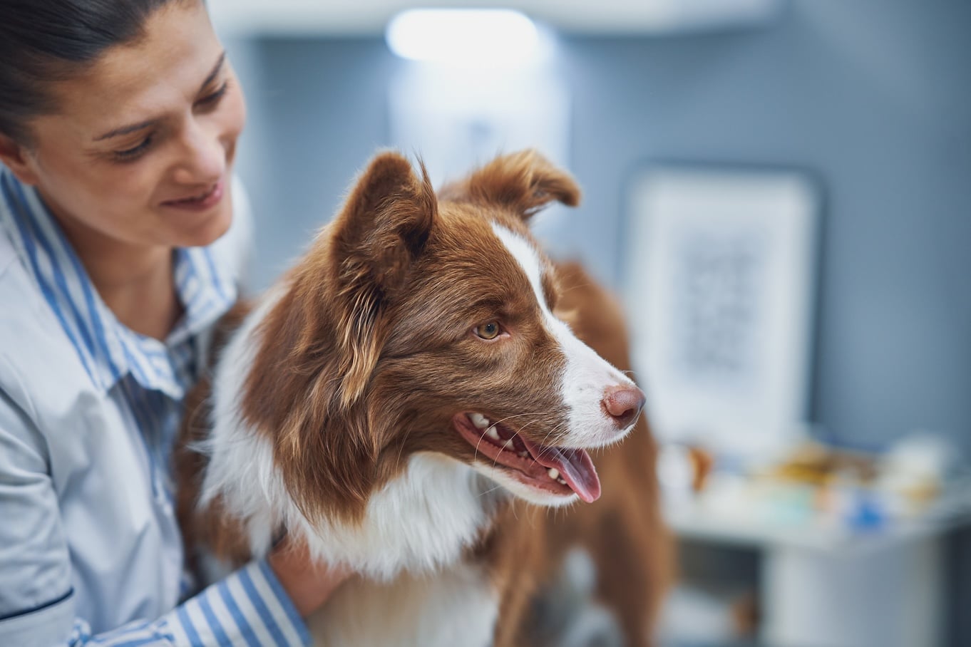 Brown Border Collie at the Vet