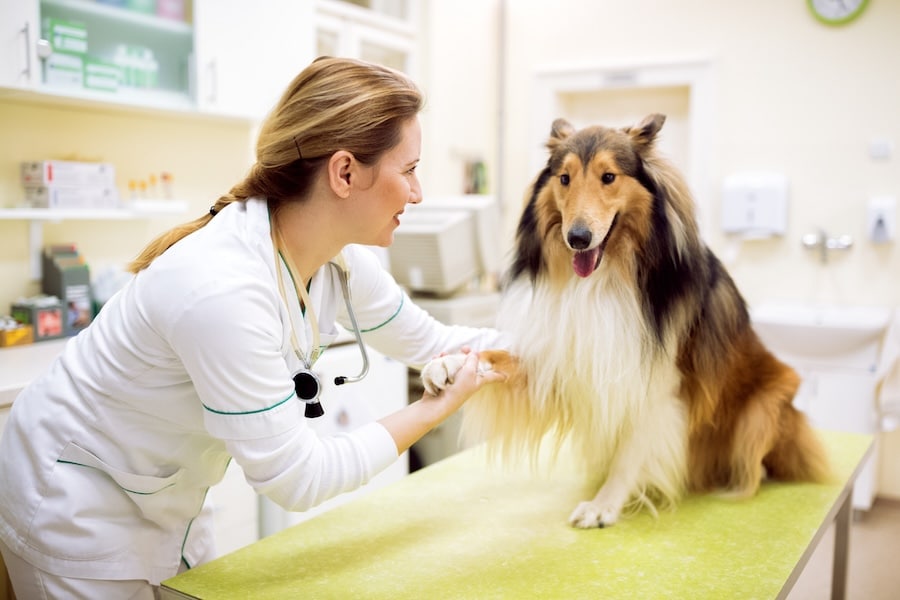 Fluffy sheepdog at the vet office