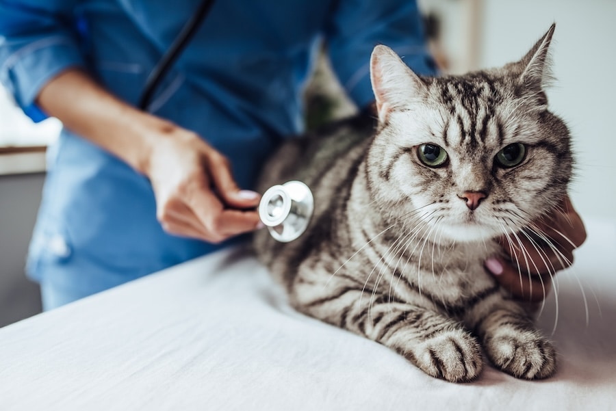 Grey tabby at a vet exam