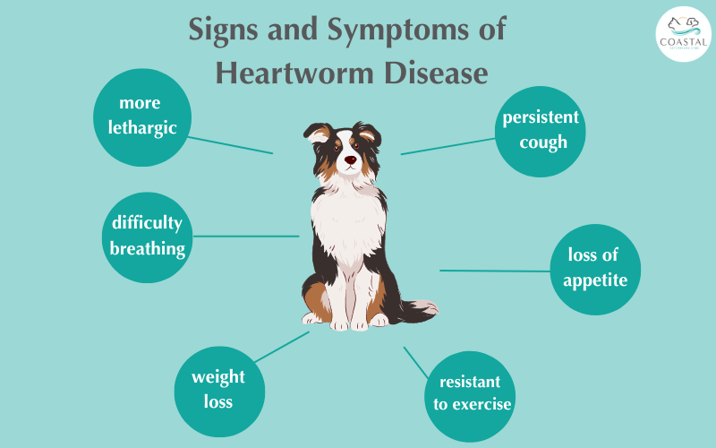 Signs and Symptoms of heart worm Disease