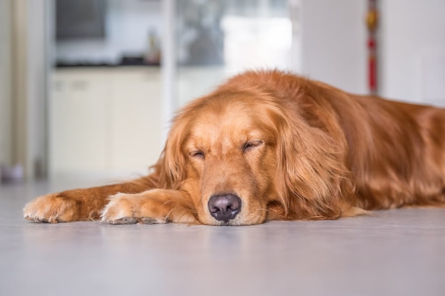 How Can You Tell if Your Dog Has Heartworms? Understanding Symptoms and Prevention