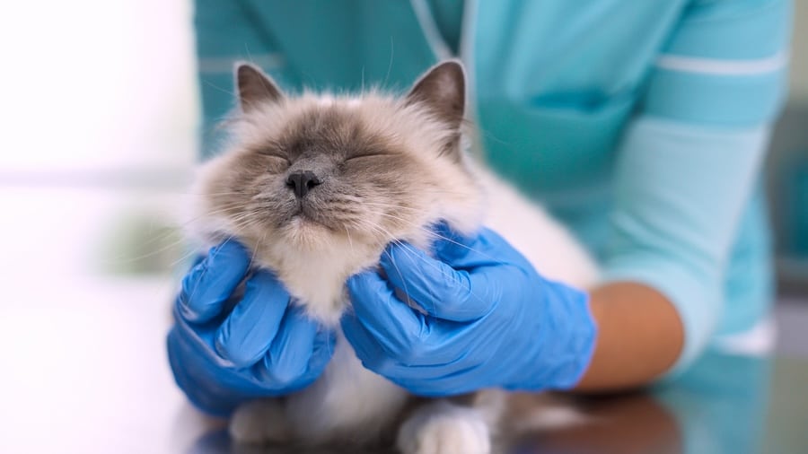 Vet with gloves petting a grey and white cat. 