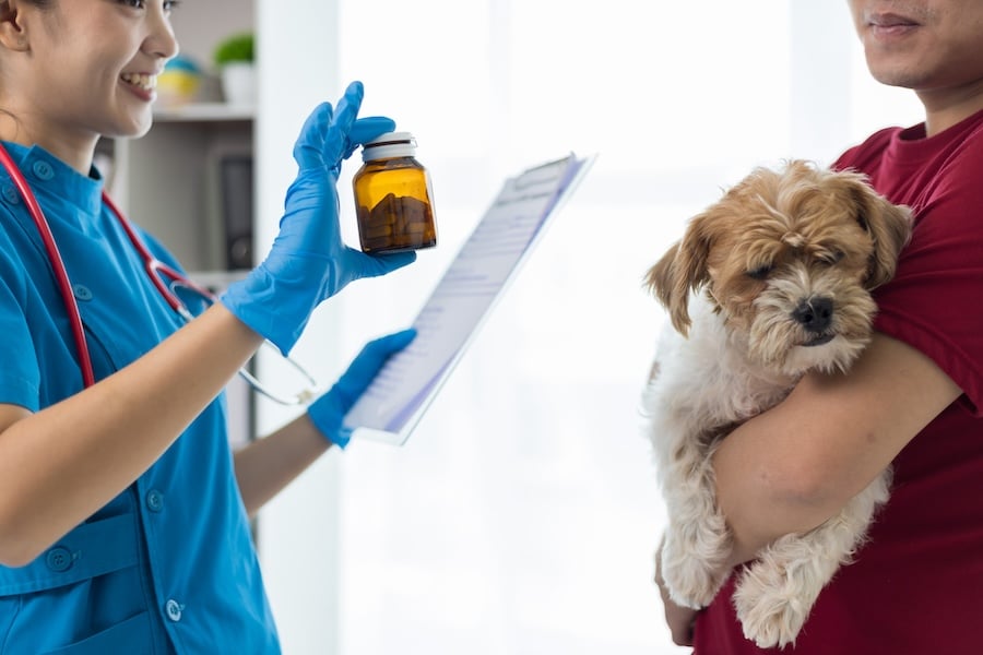 Dog owner brings sick dog to veterinarian's office for treatment. Female veterinarian gives medicine to dog.