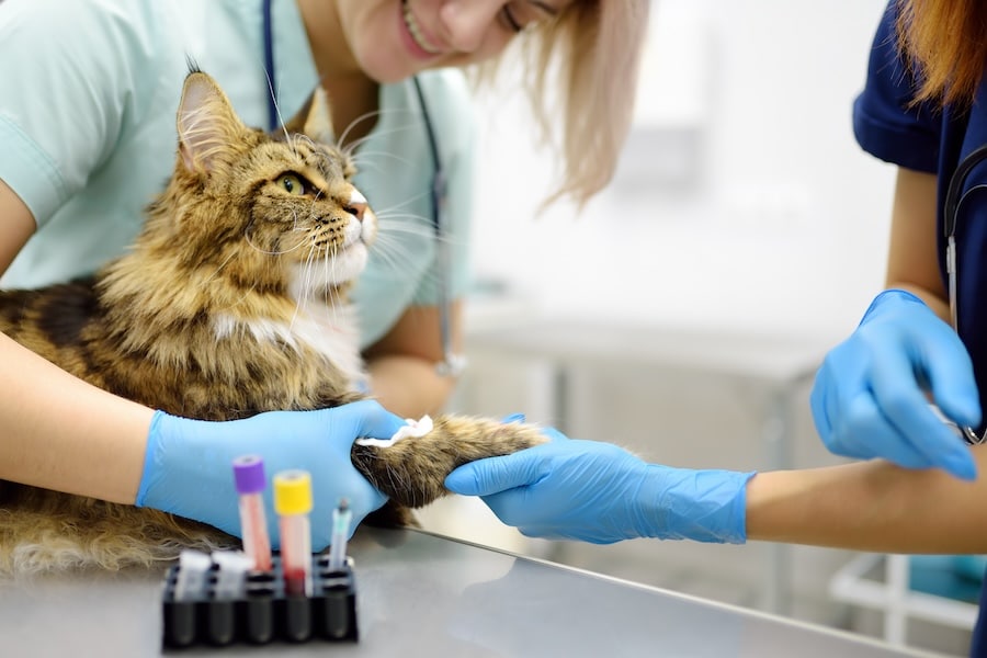 Fluffy cat getting its blood drawn. 