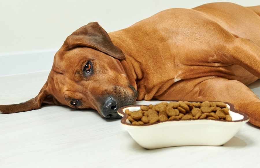 Brown dog lays on ground looking sadly at a full bowl of food. 