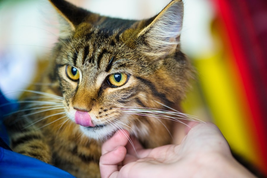 A fluffy tabby cat licking it's lips