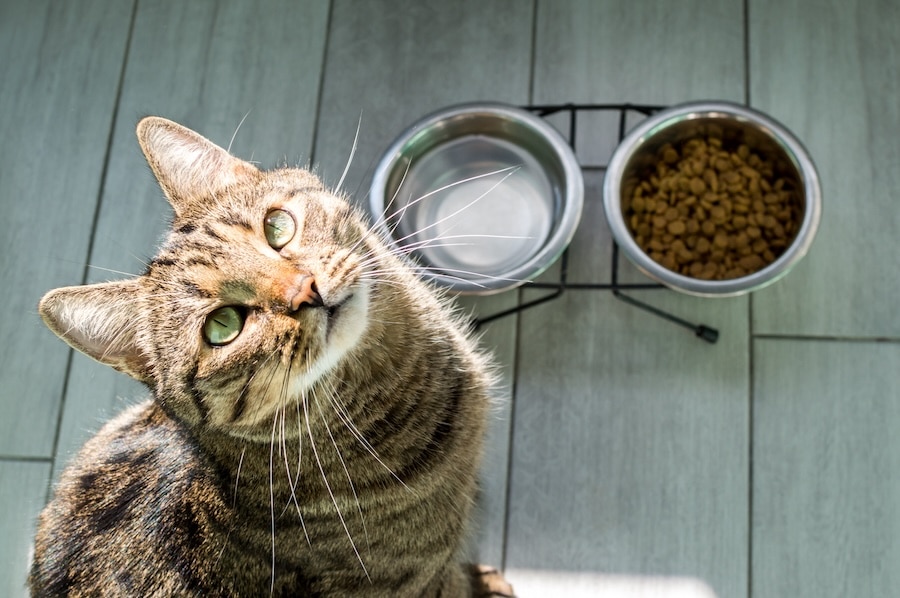 How Can I Tell If My Cat is Dehydrated: Signs, Symptoms, and Solutions