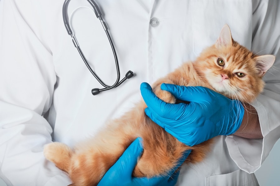 Close-up of a vet holding a fluffy orange kitten.