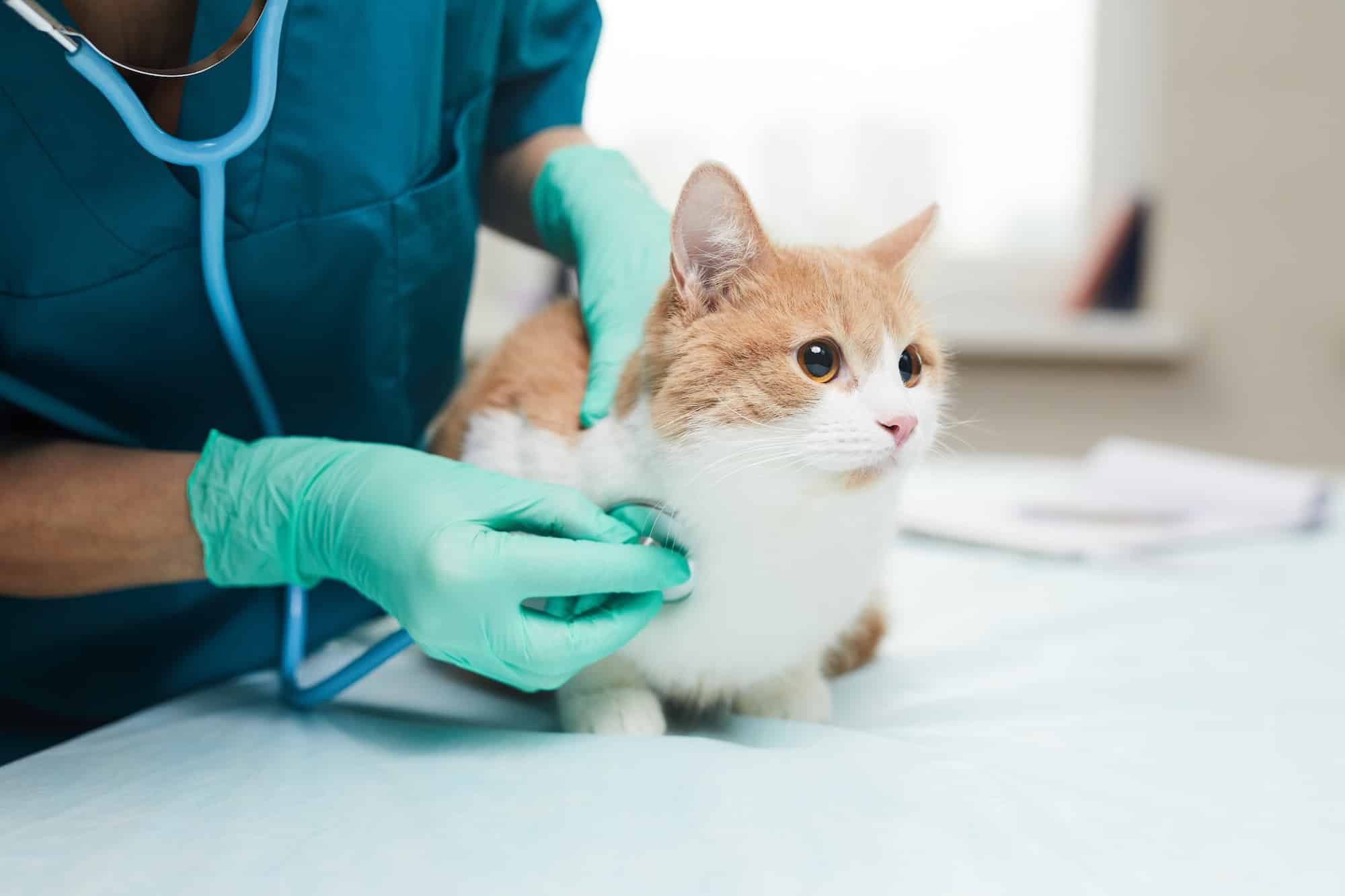 Orange and white cat with a vet listening to its heart.