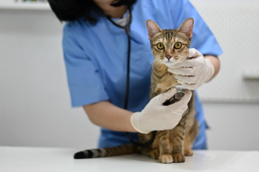 A wide eyed cat at the vet looking into the camera while a vet listens to its heartbeat.