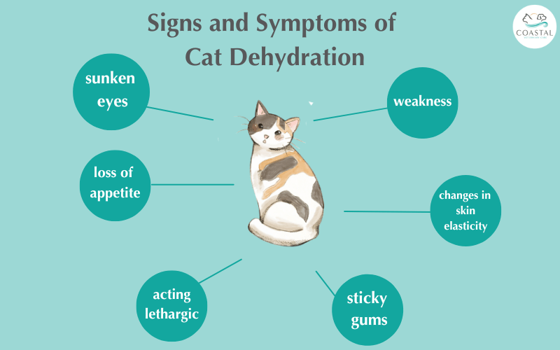 An infographic by Coastal Vet detailing the signs and symptoms of cat dehyration.