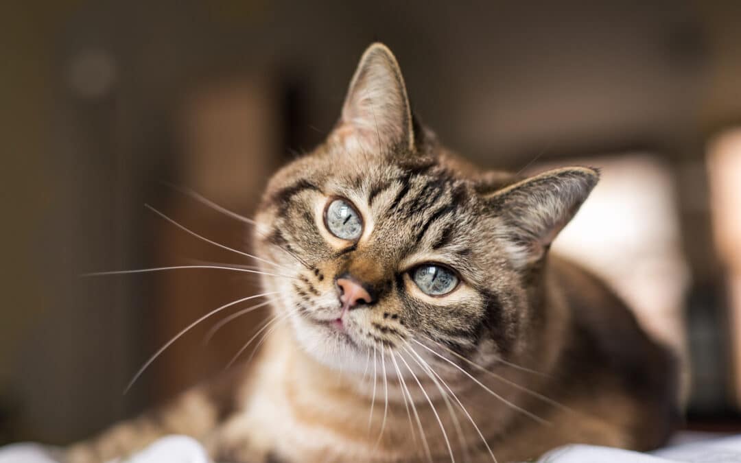 Is Feline Leukemia Treatable? Symptoms, Signs, and Treatments