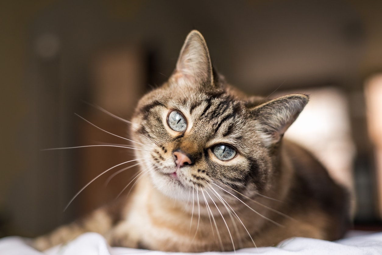 Thumbnail for Emergency Veterinary Care For Leukemia In Cats That Are Easily Treatable