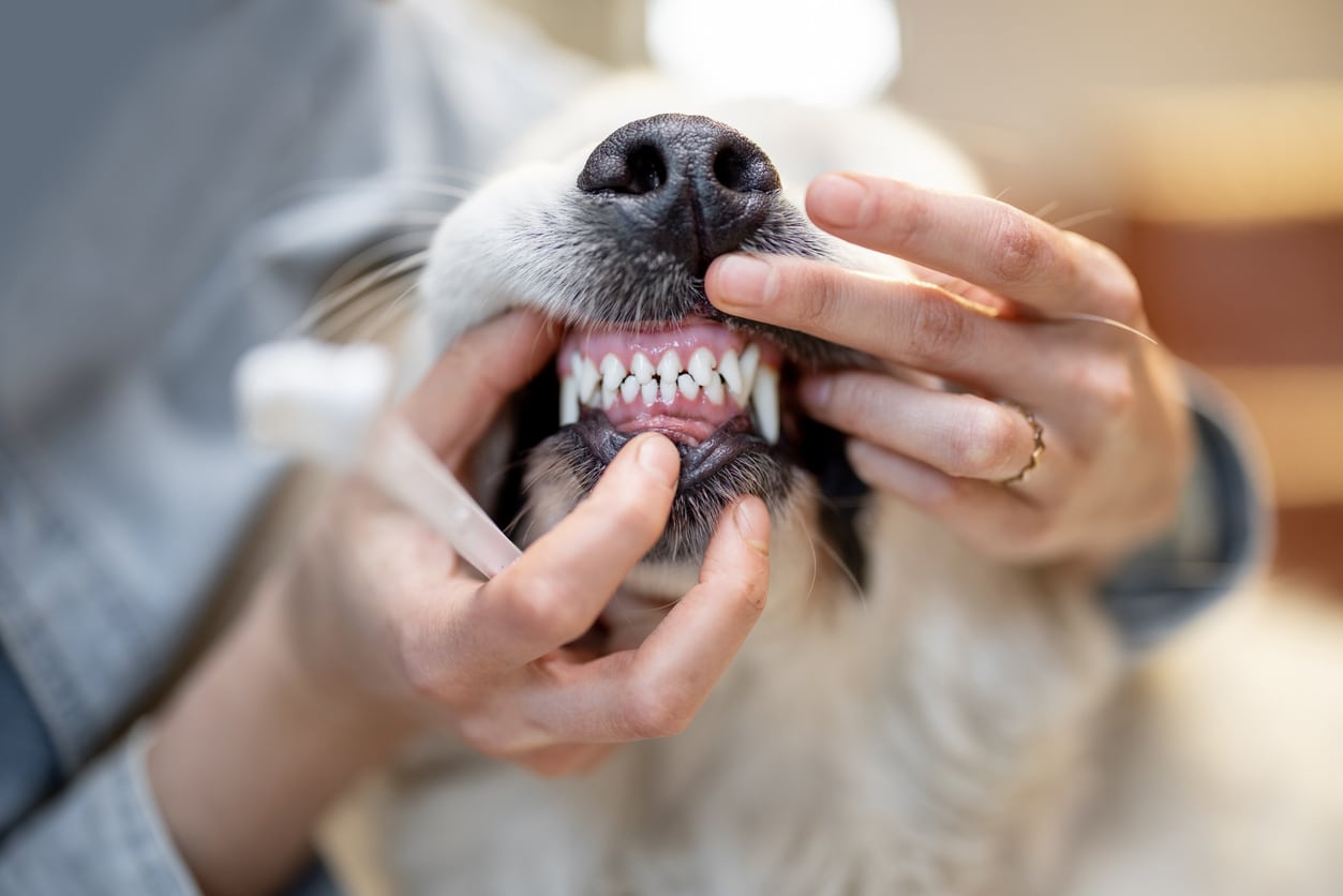 Dog full set of teeth being looked at.