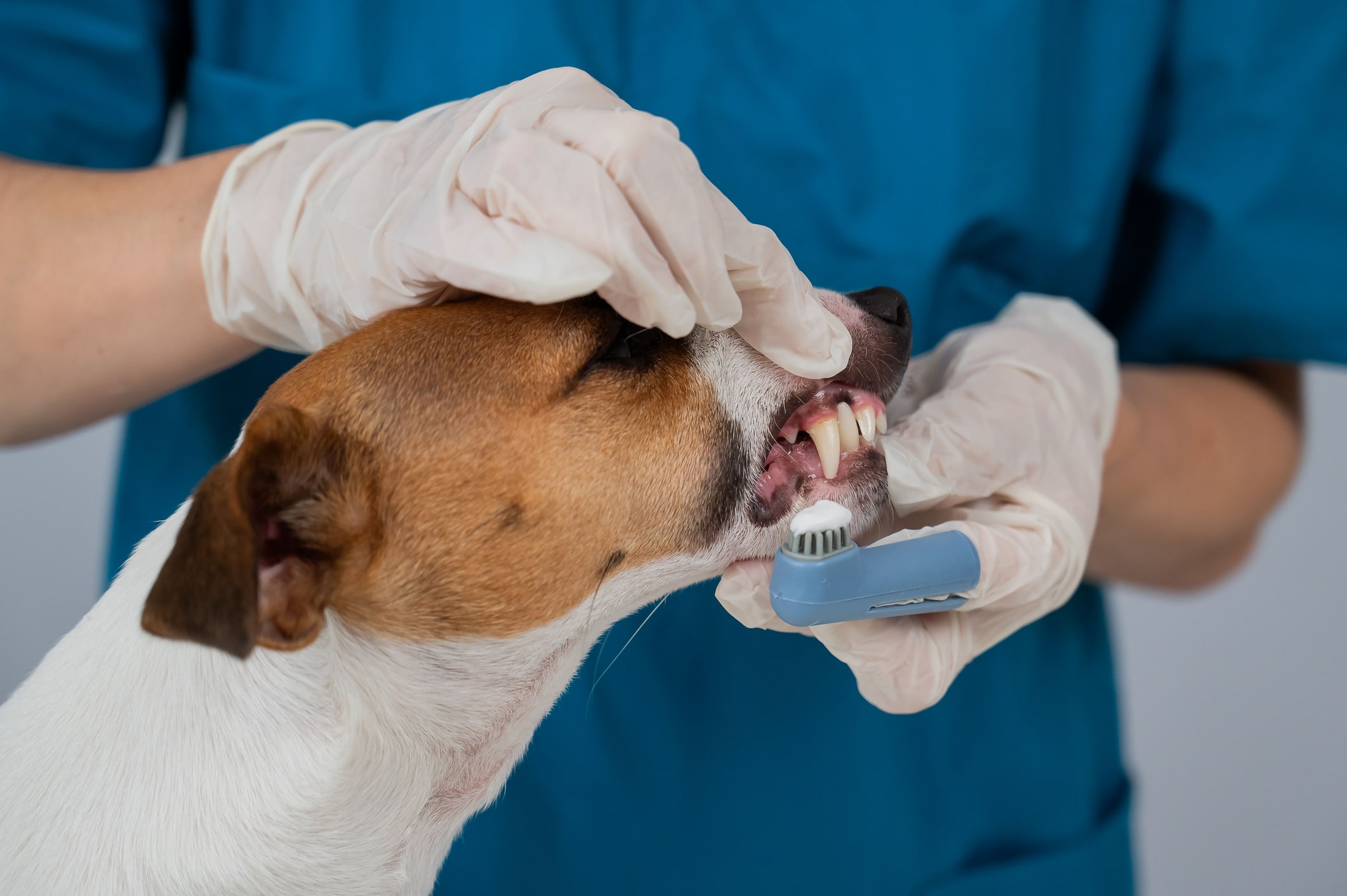Close up of vet cleaning a dog's teeth with a toothbrush.