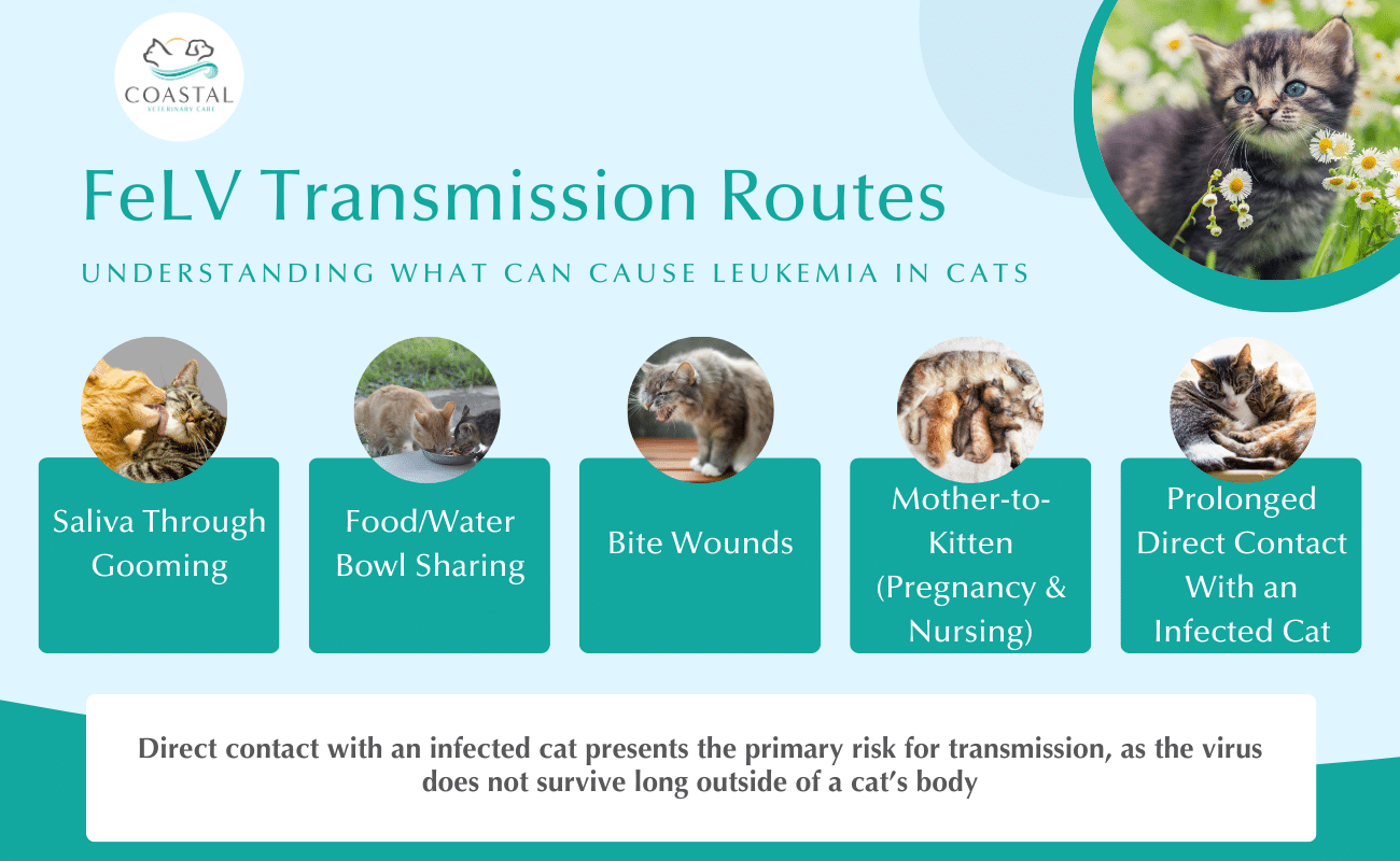 Infographic about vaccine information for cats.