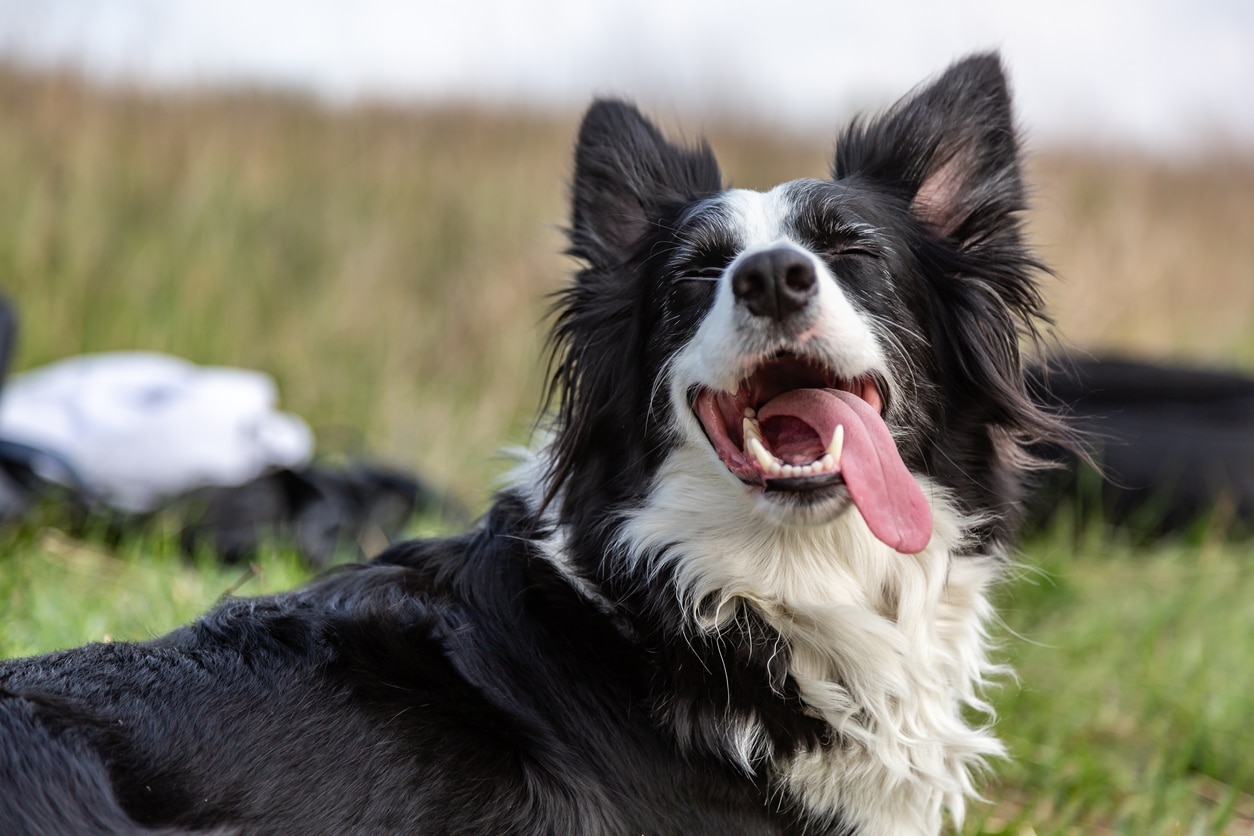 A happy border collie with its tongue out.