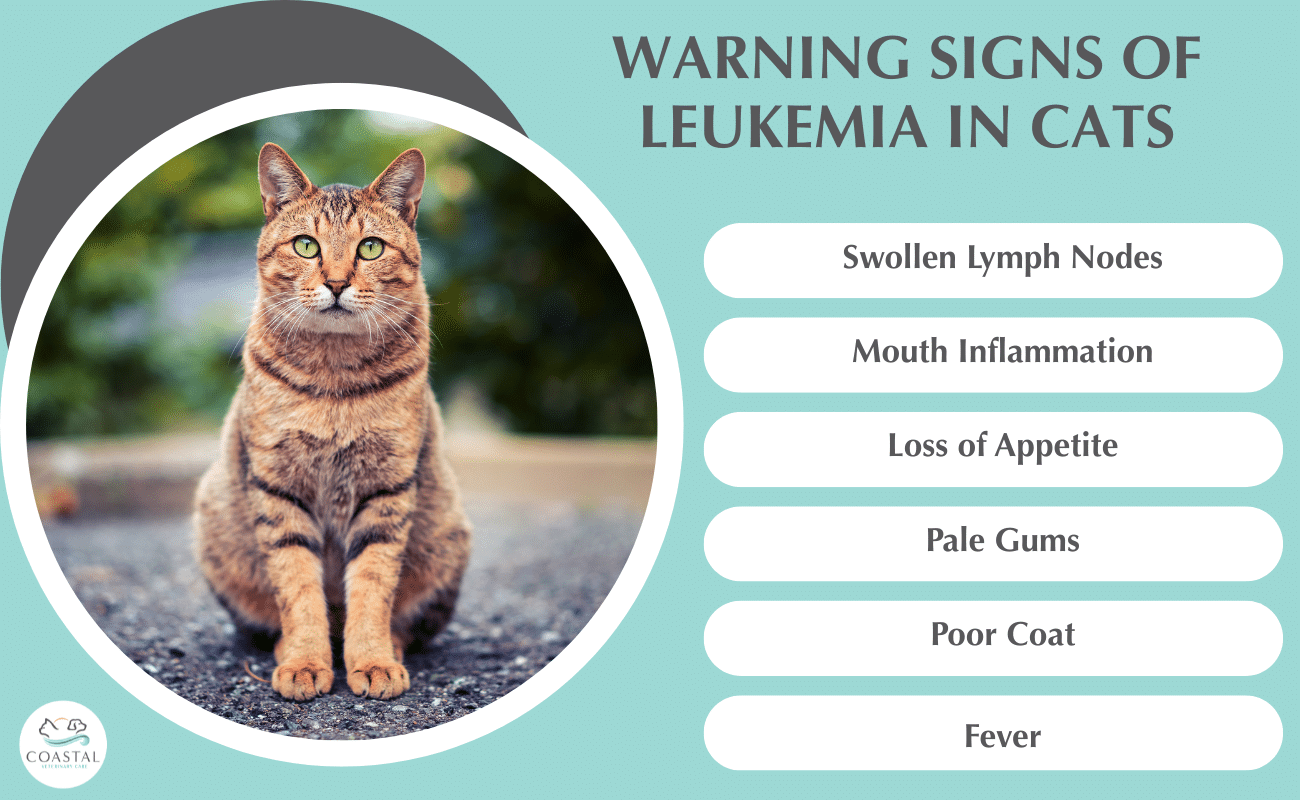Infographic about the warning signs of leukemia in cats.