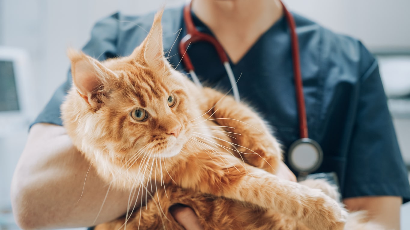 Vet tech holding an orange long-haired cat.