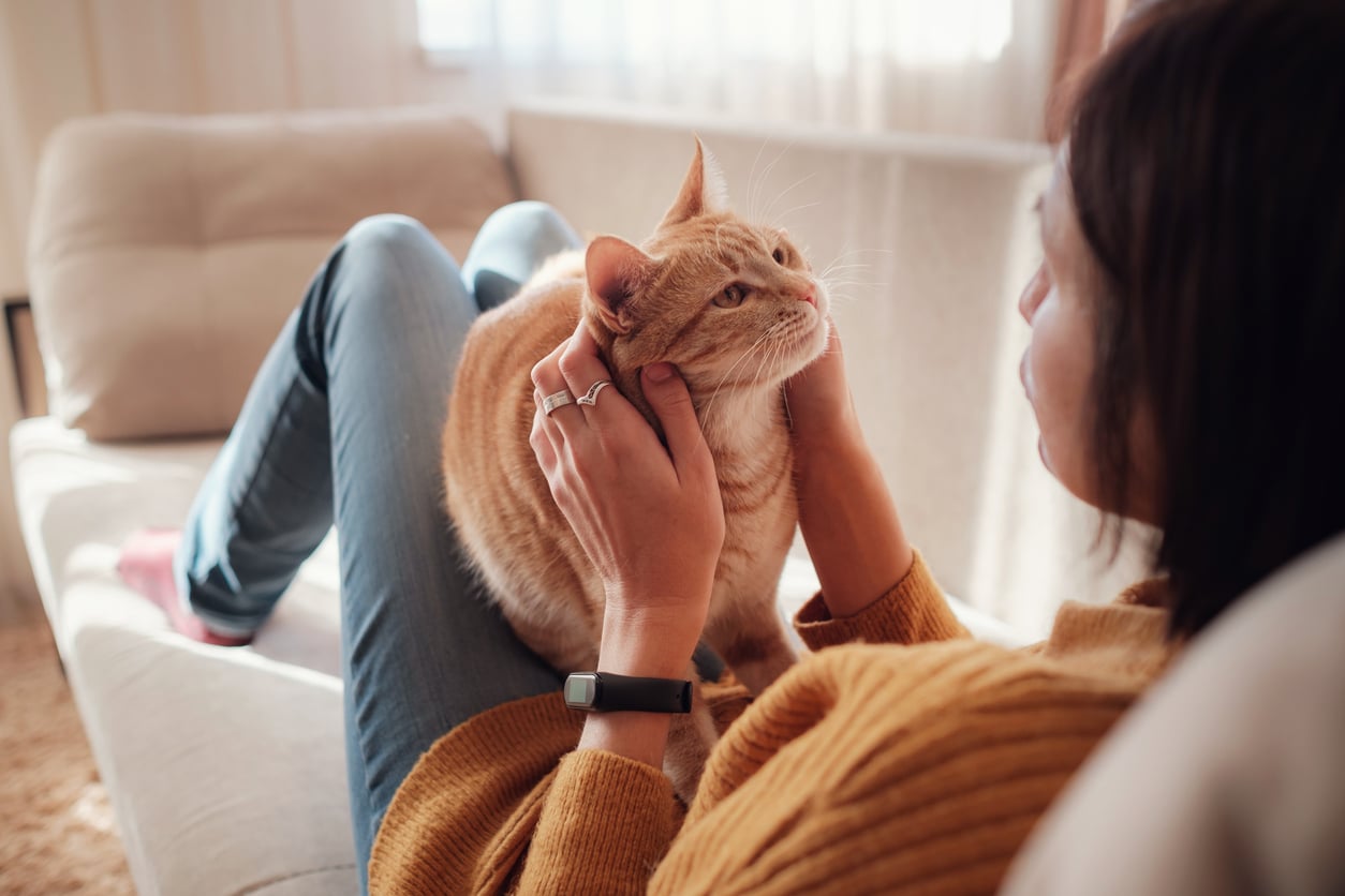 Cat sitting on woman's lap being petted.
