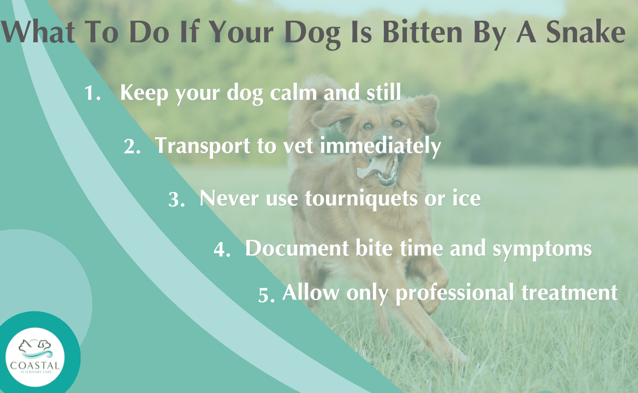 Infographic showing the steps on what to do if your dog is bitten by a snake.