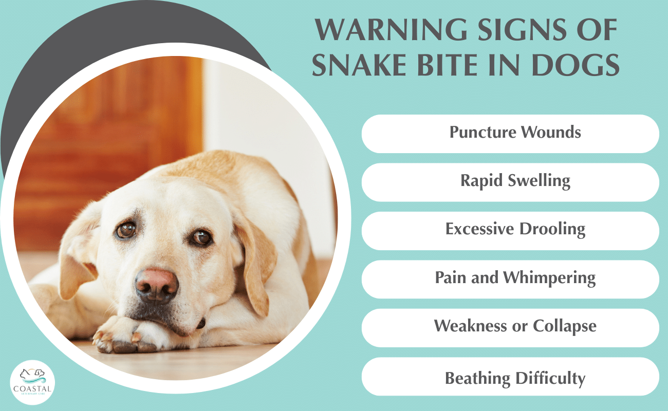 Infographic detailing the warning signs of snake bite in dogs