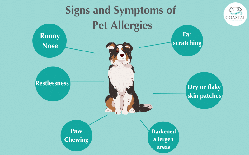 Infographic about the common signs and symptoms of pet allergies.