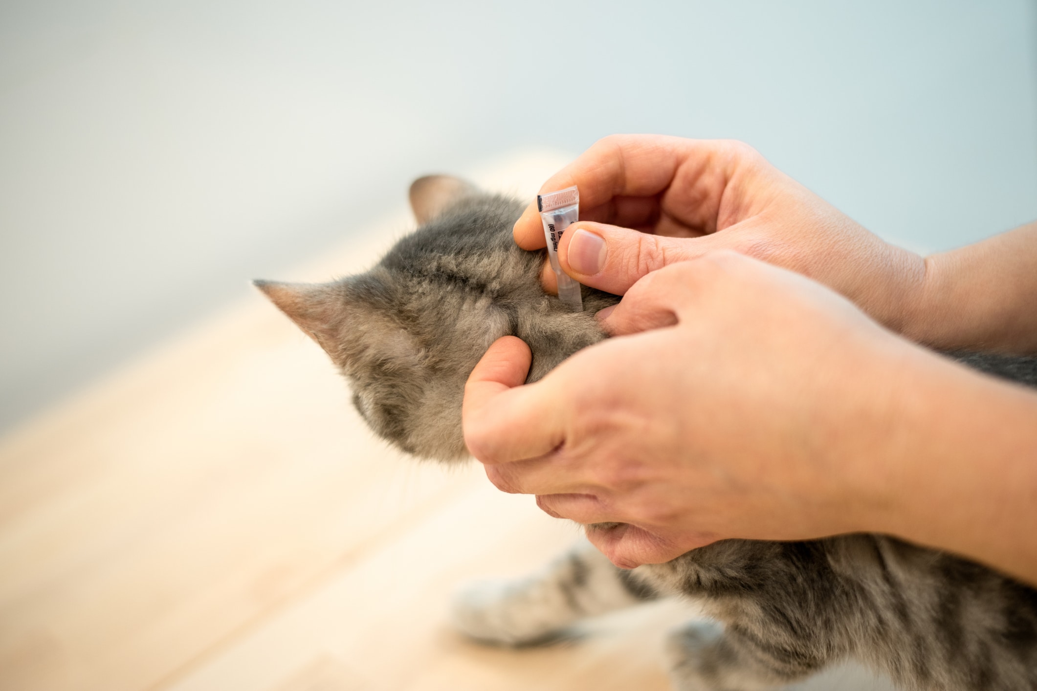 Image of a cat receiving flea prevention medicine.