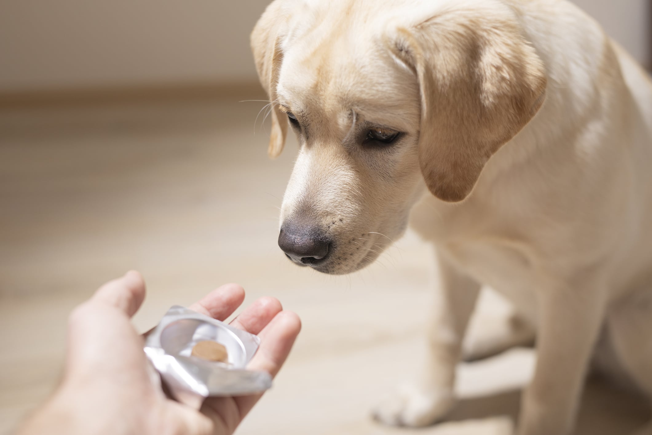 Image of a dog owner showing their dog allergy medicine.