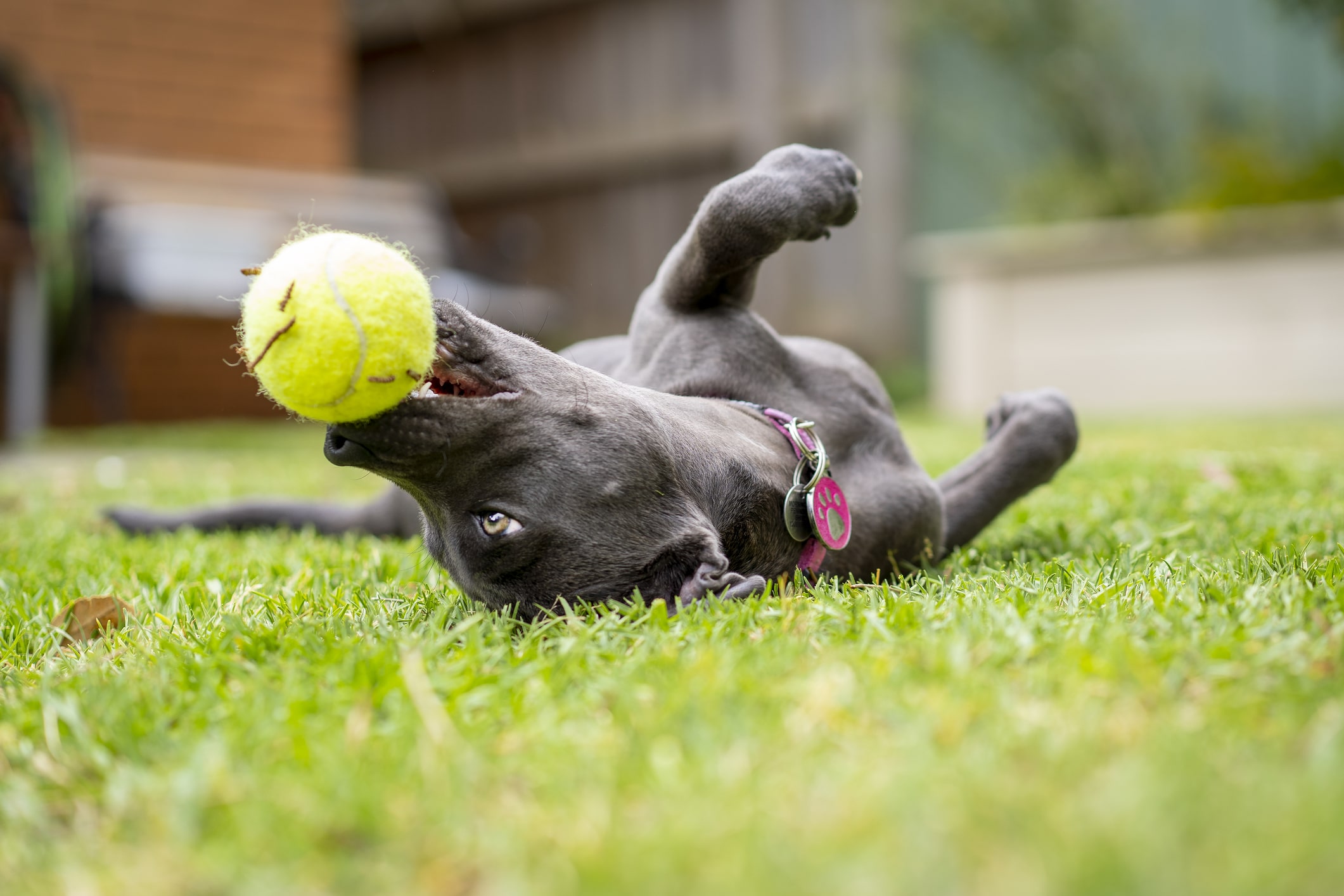 Image of grey dog rolling in the grass.