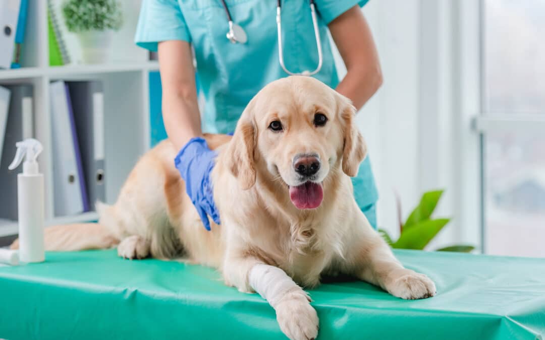 What to Do If Your Dog Gets Bitten by a Snake