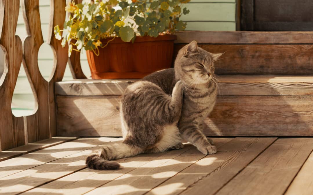 Your Guide to Understanding Pet Allergies