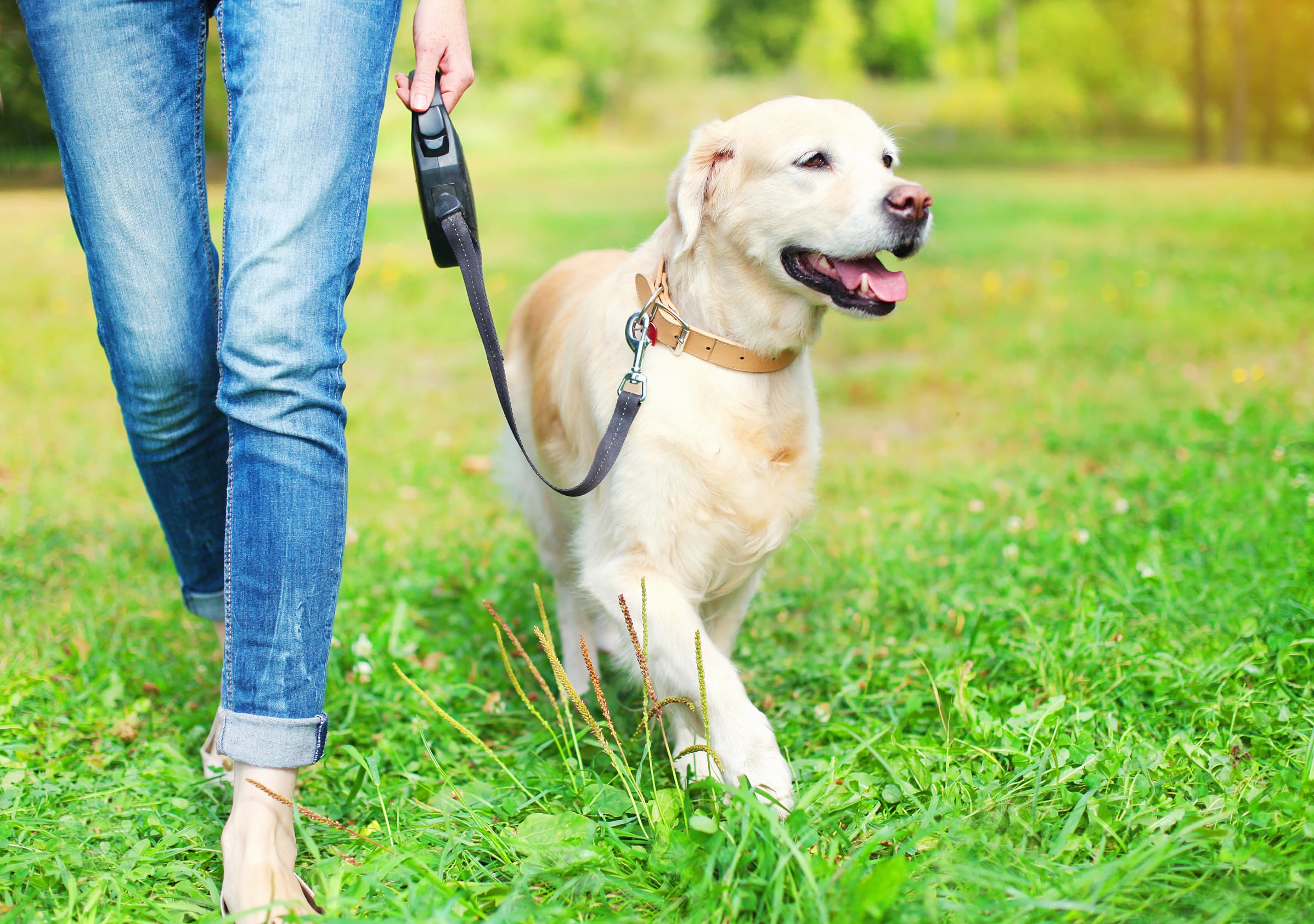 Image of a golden retriever being walked on a leash.
