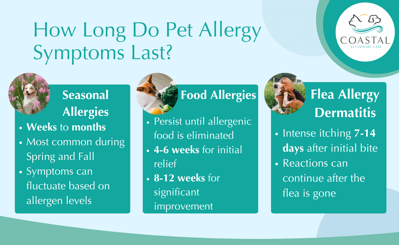 Infographic detailing how long specific allergy symptoms last