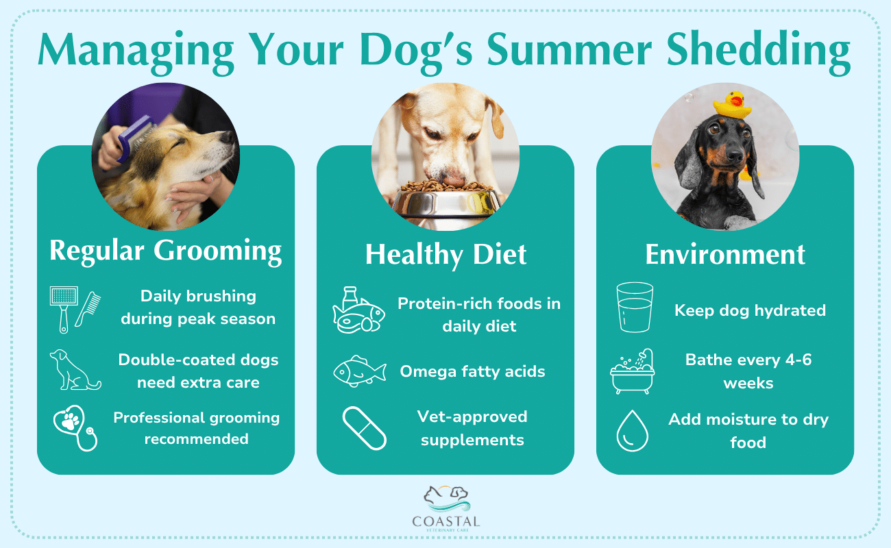 Infographic about managing your dog's summer shedding.