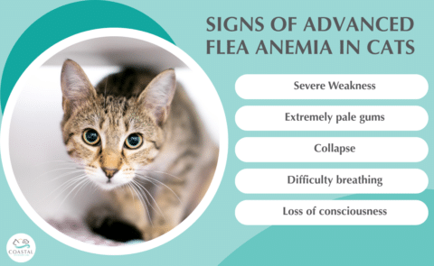 Image showcasing Flea Anemia in Cats: Signs, Treatment & Prevention Guide