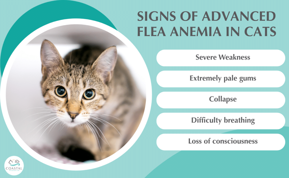 View of Flea Anemia in Cats: Signs, Treatment & Prevention Guide