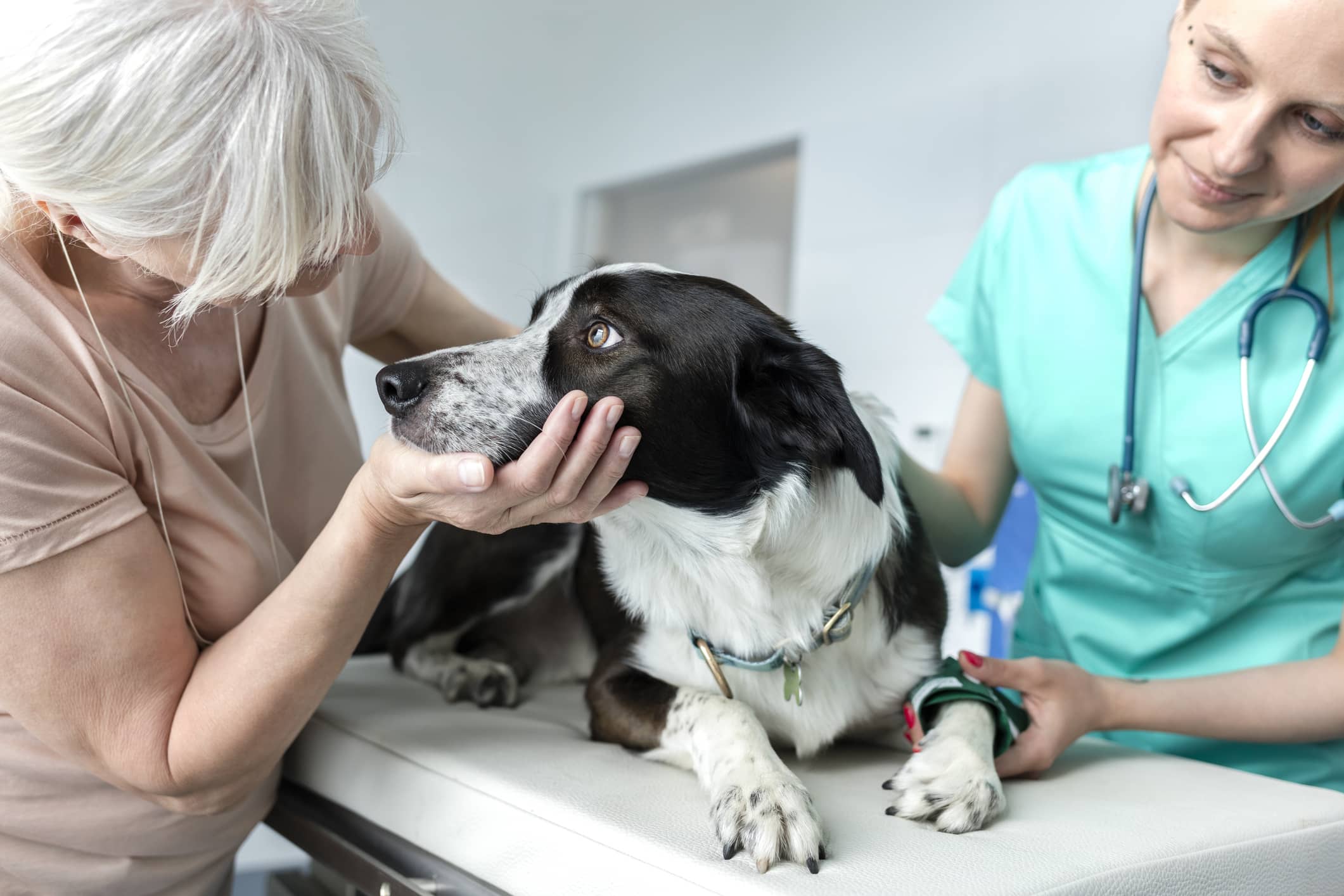 A dog being checked out by a vet and its owner petting them.