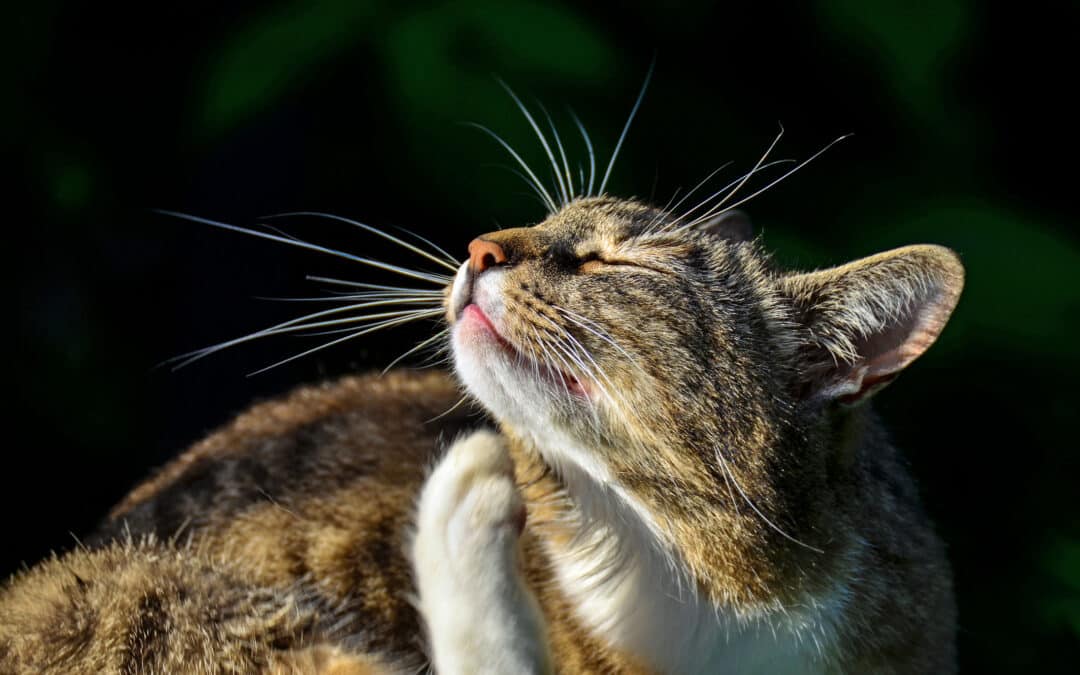 Flea Anemia in Cats: A Pet Owner’s Guide to Prevention and Treatment